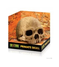 Exo Terra Primate Skull