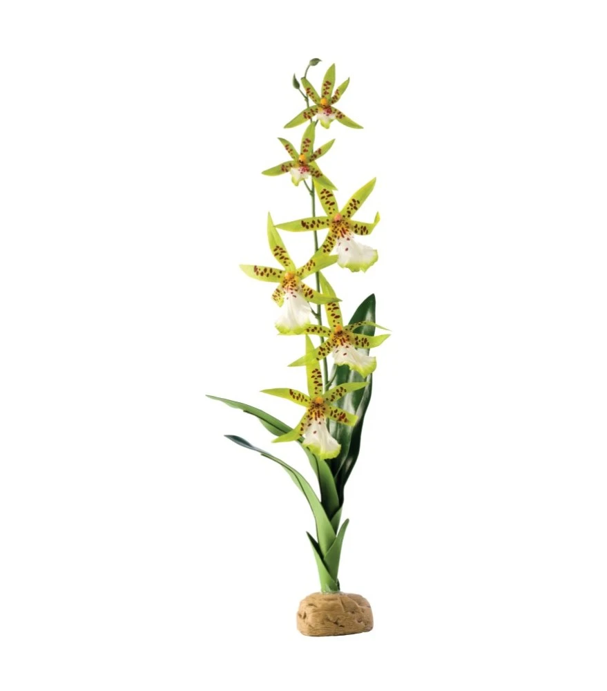 Exo Terra Spinnen Orchidee 1 Exo Terra Spinnen Orchidee